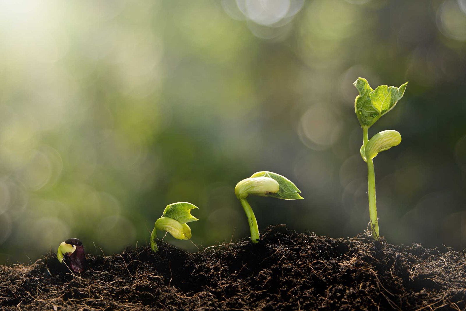 Why HUMUS Consulting